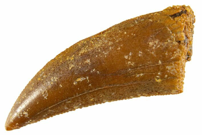 Serrated Raptor Tooth - Real Dinosaur Tooth #332652